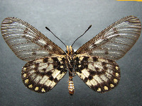 Adult Female Under of Glasswing - Acraea andromacha andromacha